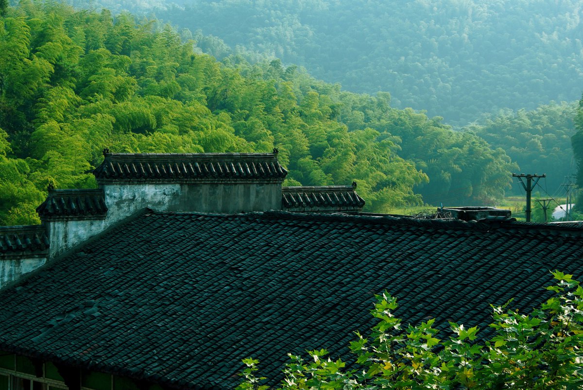 Pictures of vigorous, green and powerful bamboos