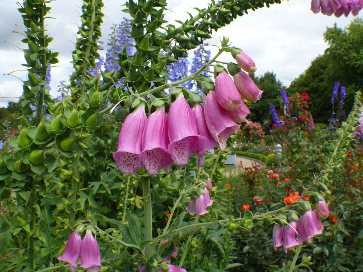 Close-up picture of delicate foxglove