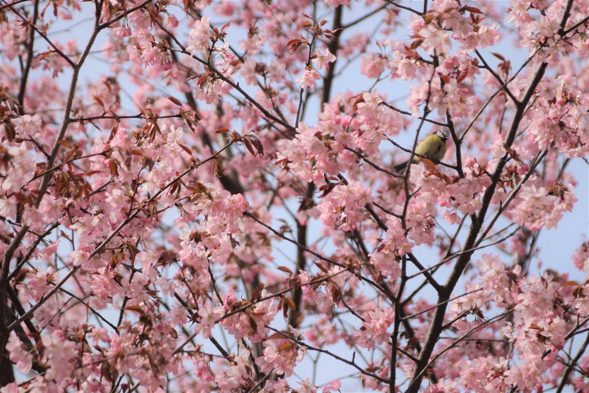 Pictures of cherry blossoms in full bloom