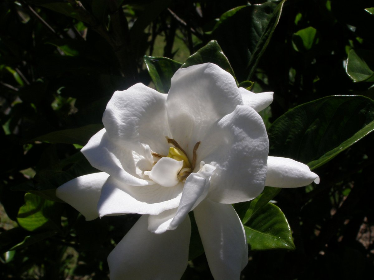 White gardenia pictures