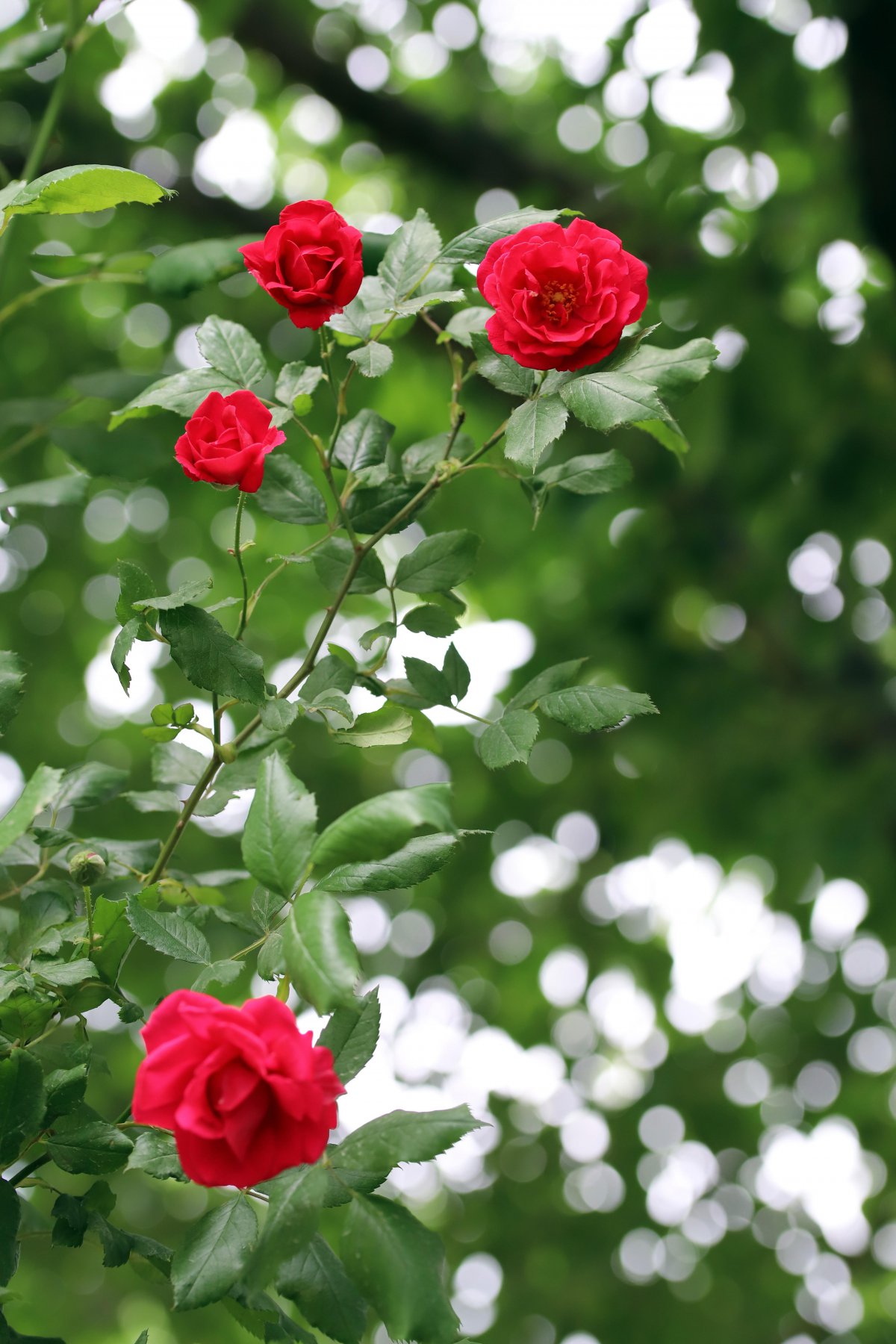 Passionate red roses pictures