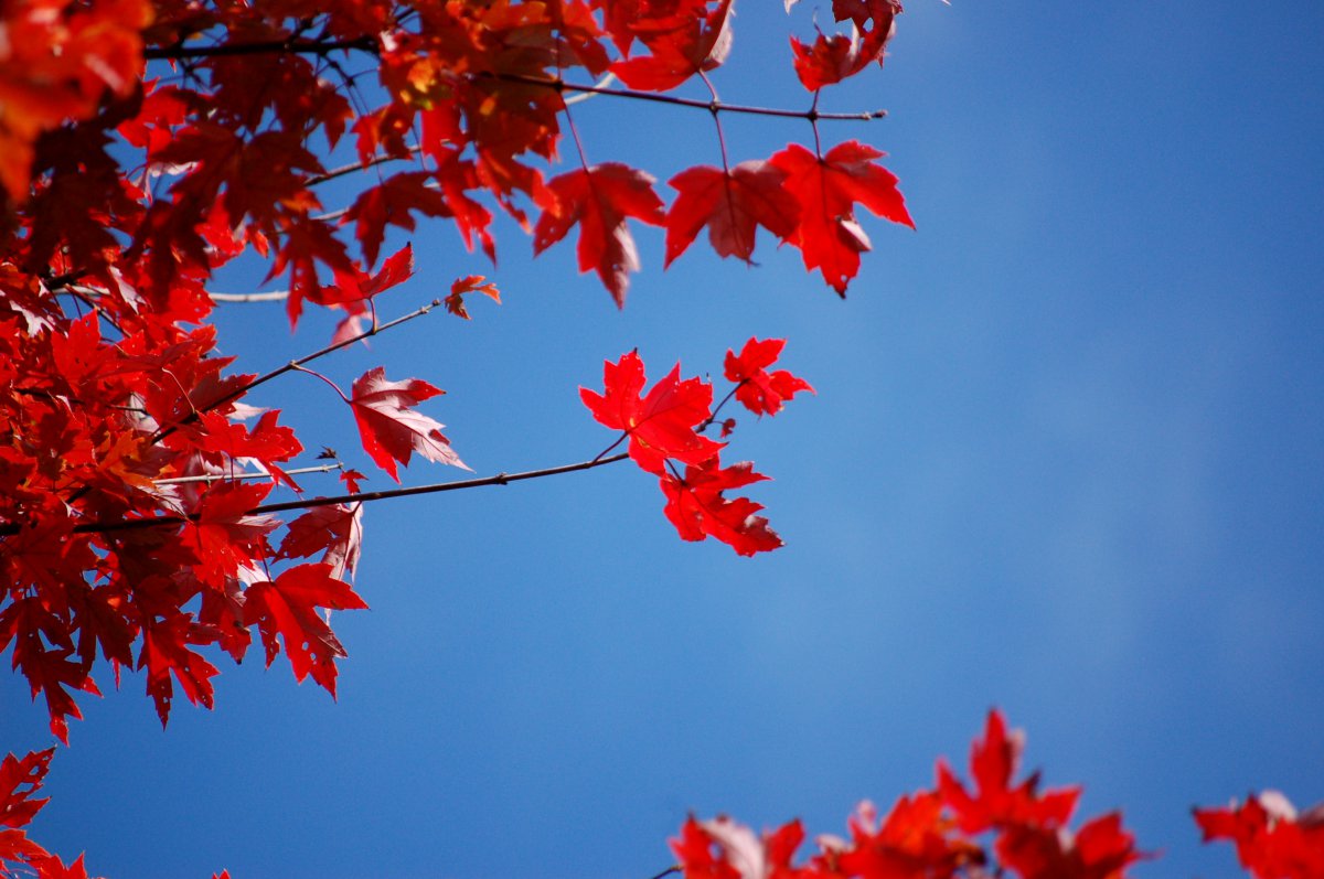 Autumn red maple leaves pictures
