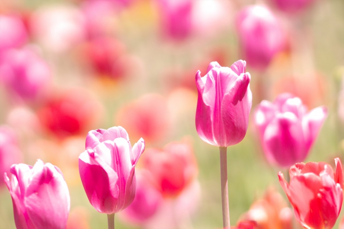 Pink tulips close-up HD picture