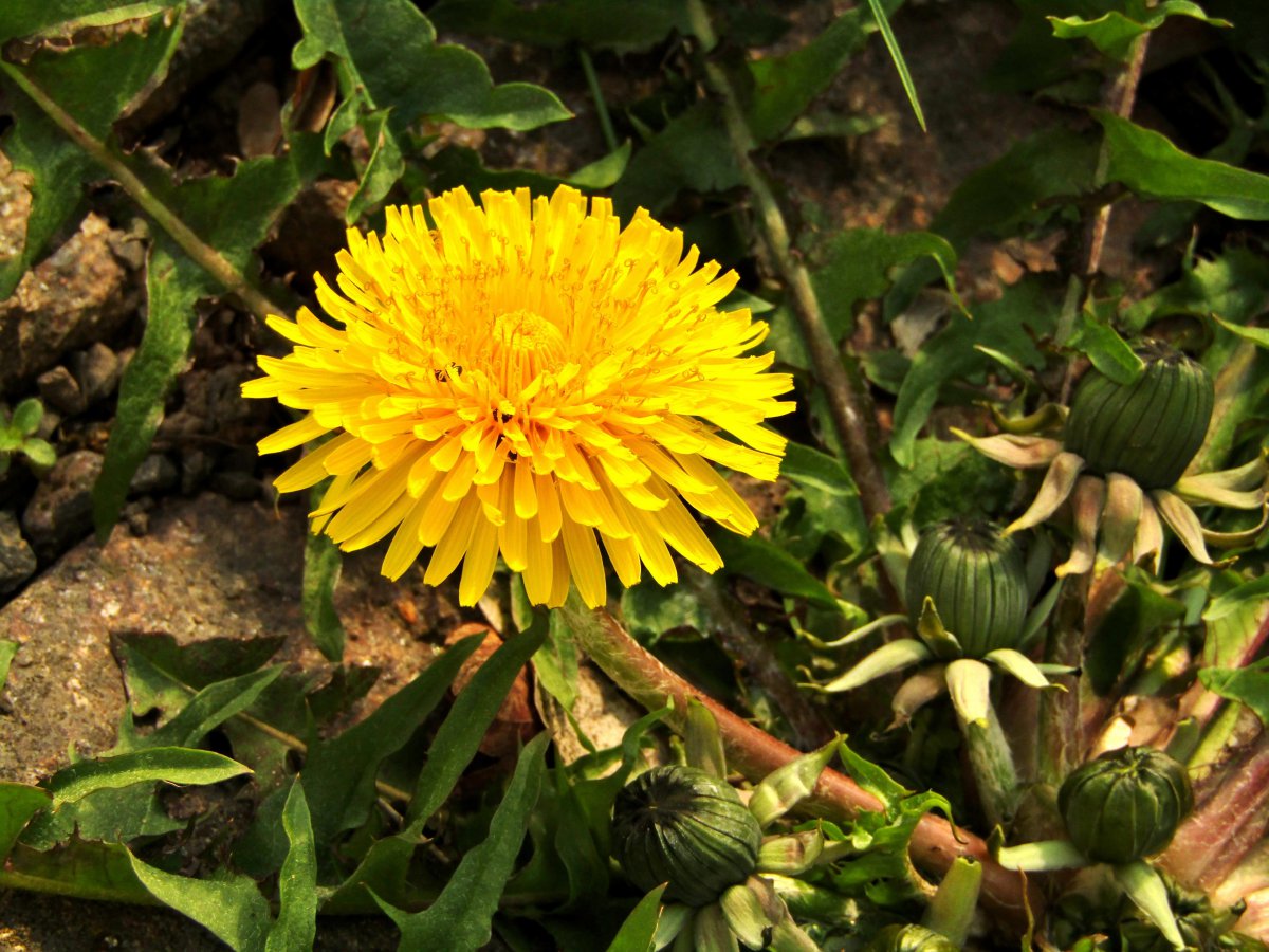Yellow dandelion close-up picture