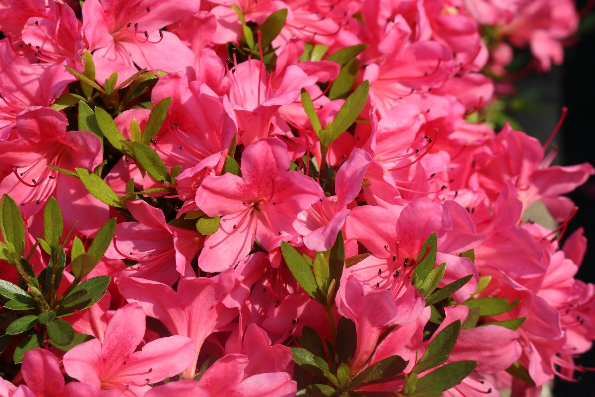 Pink rhododendron close-up picture
