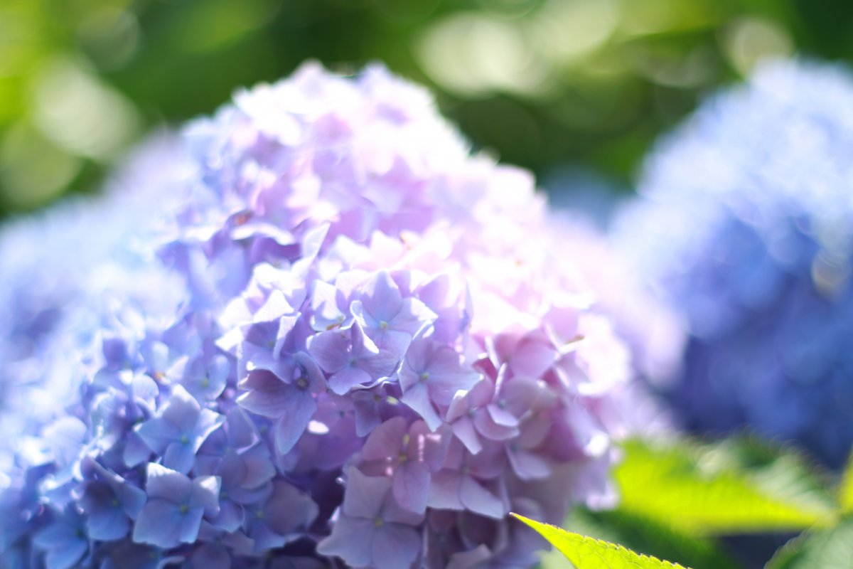 Blooming hydrangeas pictures