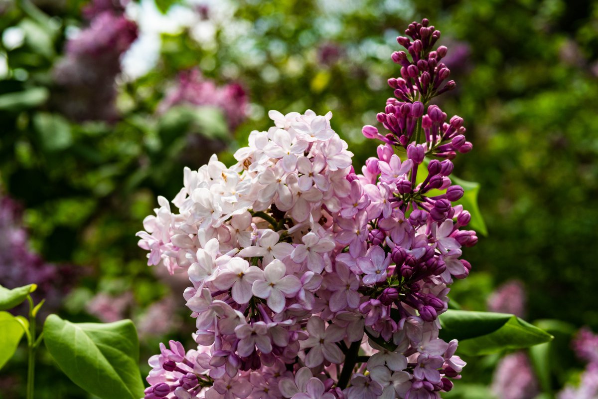 Elegant and beautiful lilac flower pictures