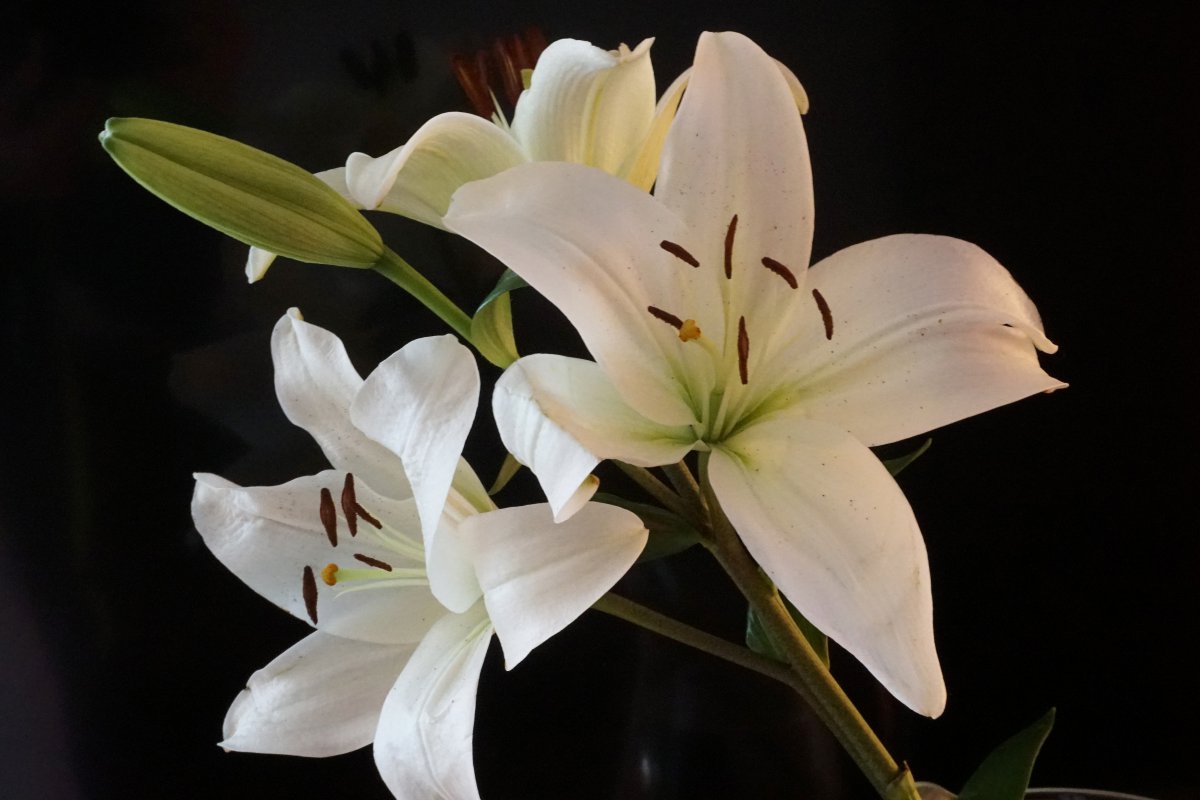 Elegant white lily pictures