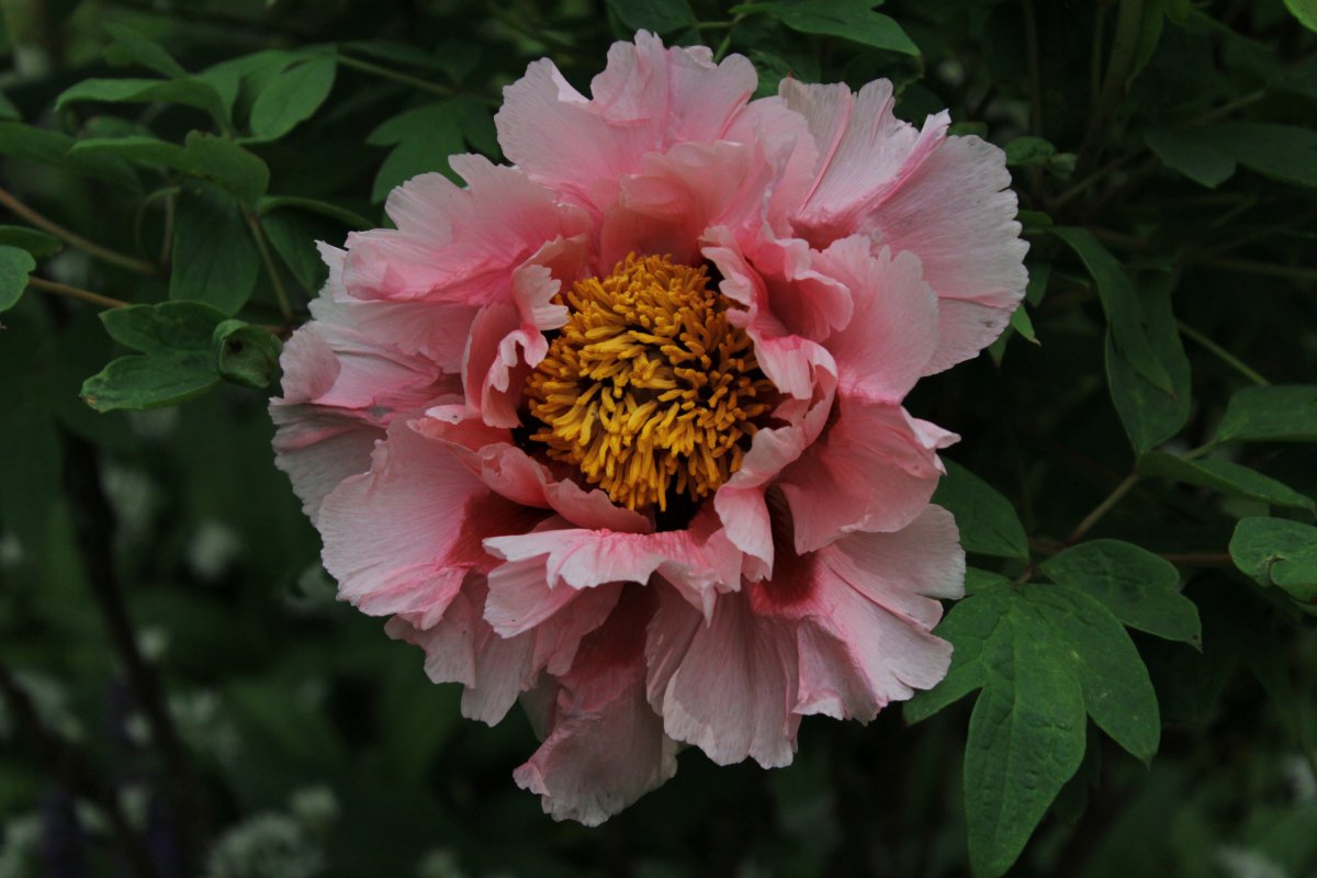 Blooming pink peony flower pictures
