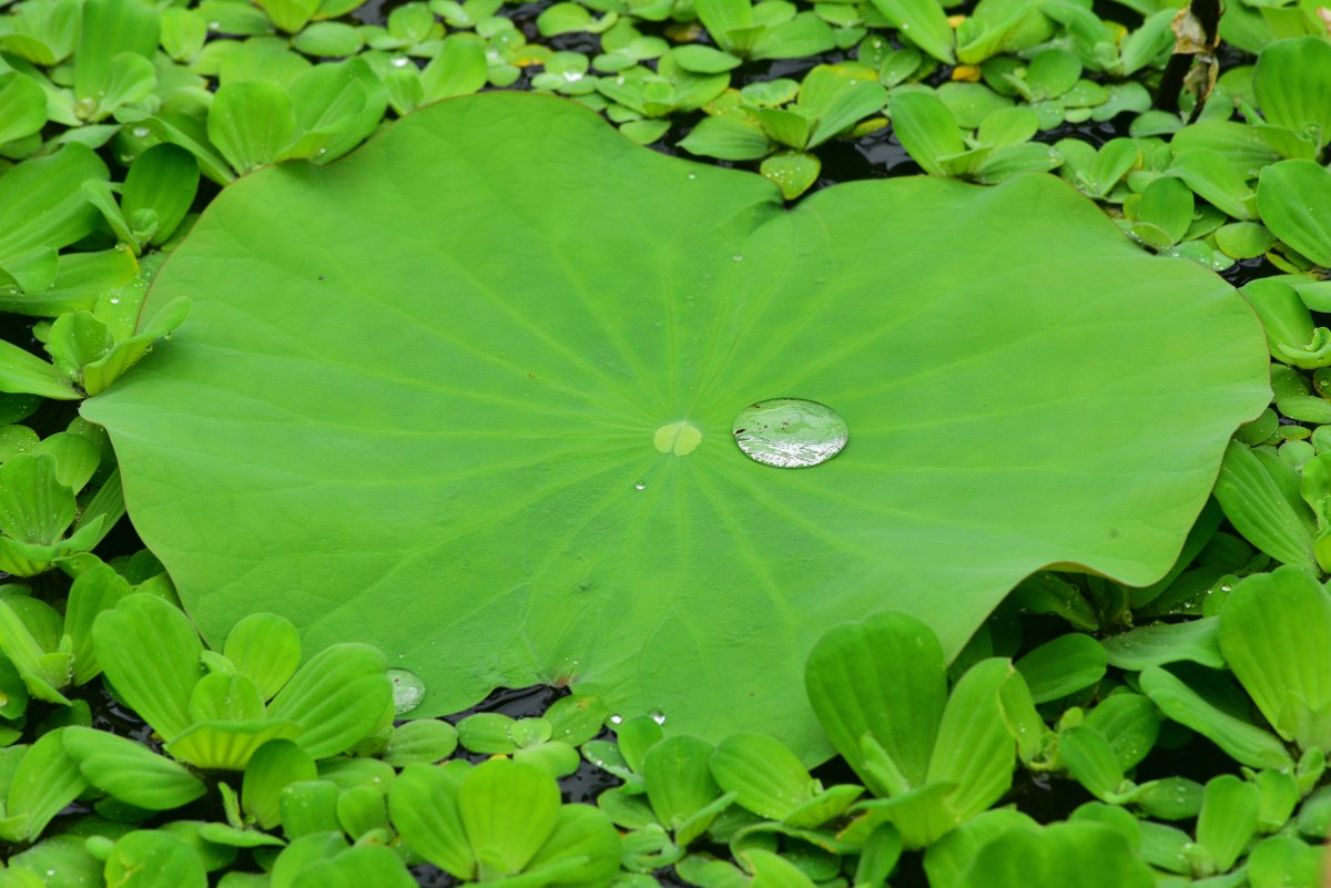 HD pictures of beads on lotus leaves