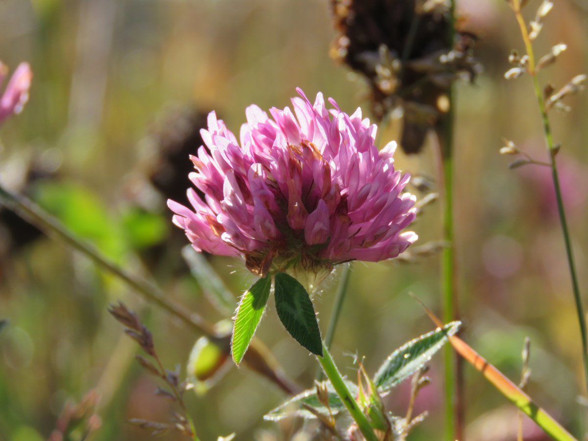 Close-up picture of red clover