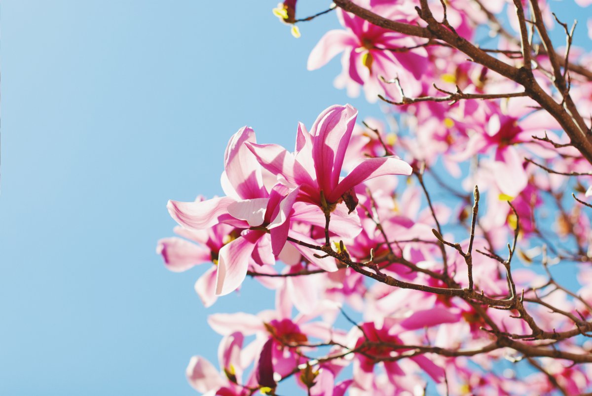 Fresh and elegant magnolia pictures