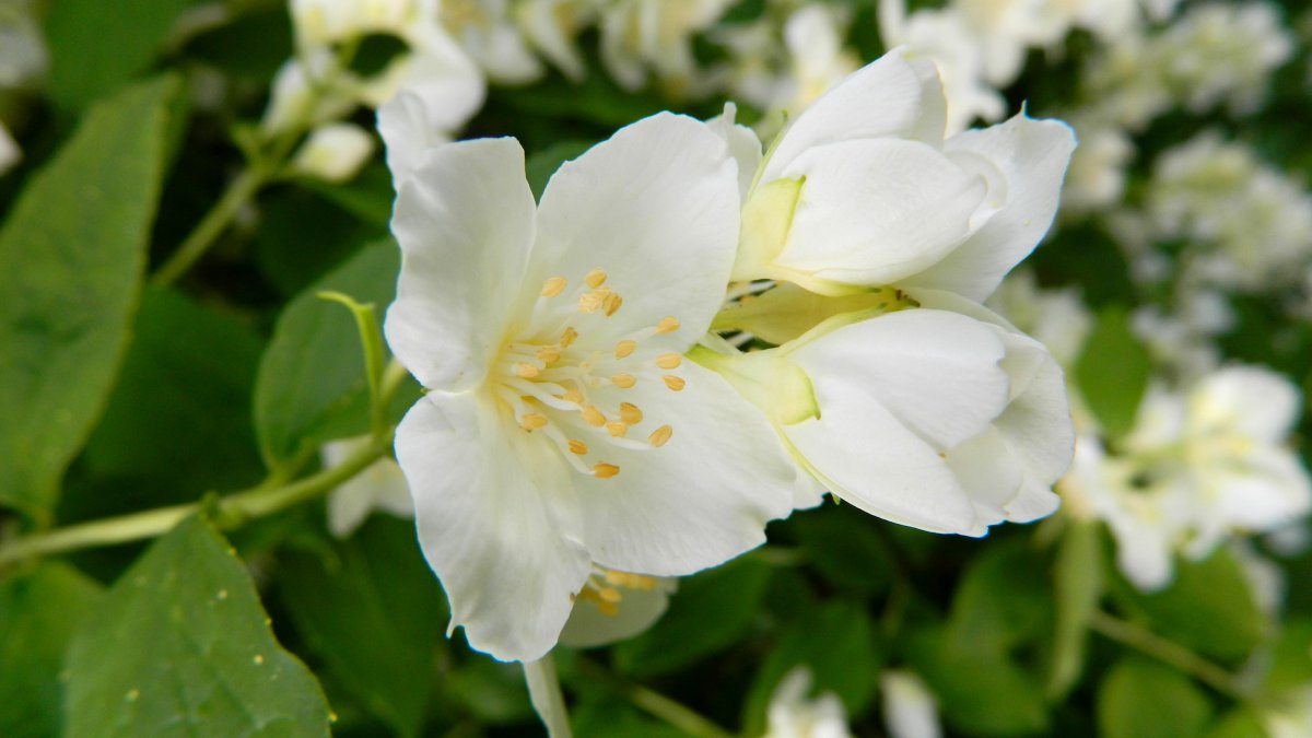 Pictures of flawless white jasmine flowers