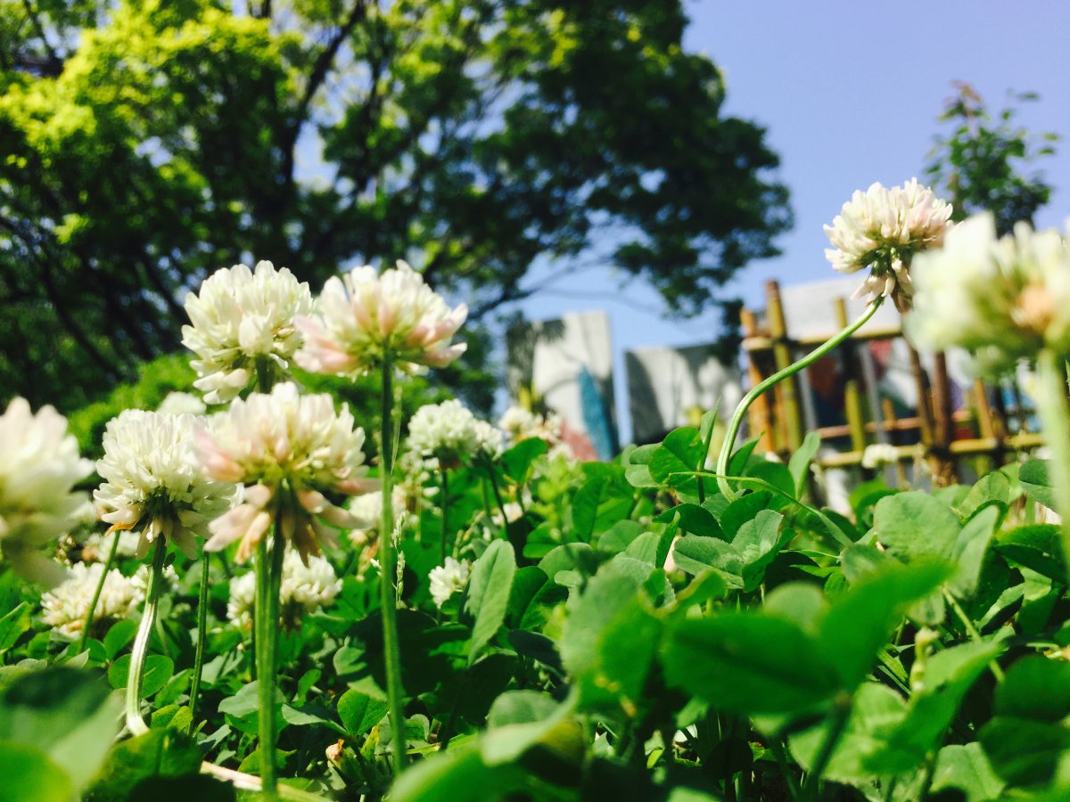 Beautiful white pictures of white clover