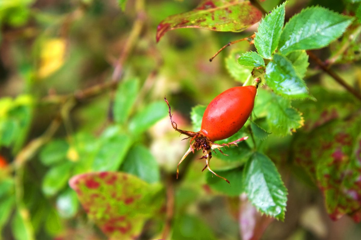 Rose hips HD pictures