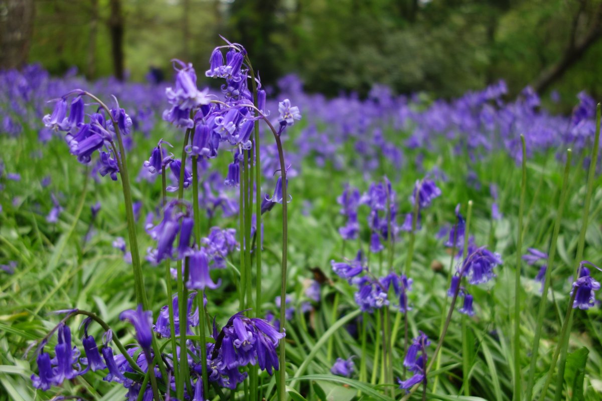 Blooming bluebell pictures