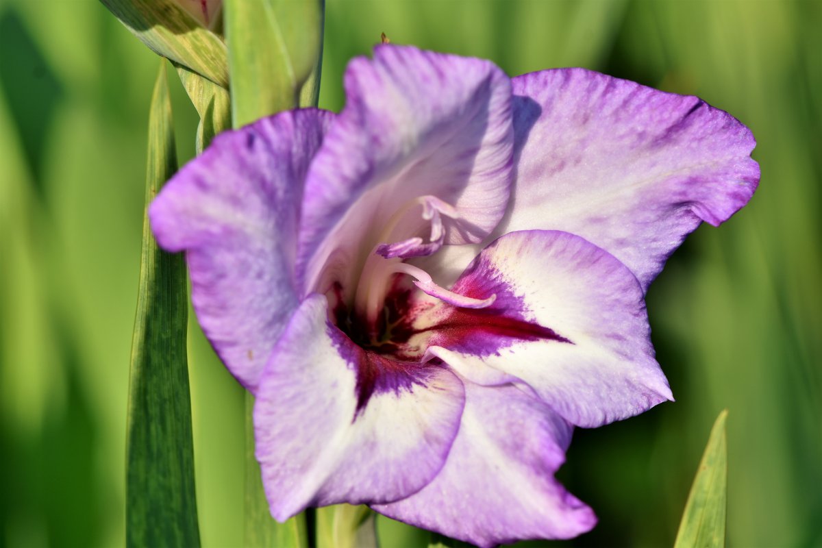 Gladiolus close-up picture