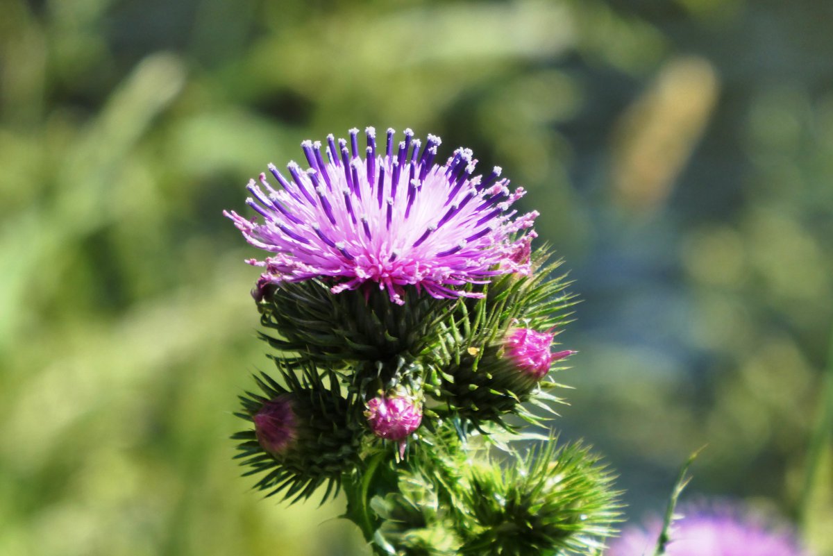 Blooming purple milk thistle picture