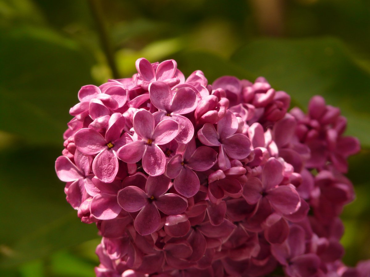 Beautiful purple lilac flower pictures