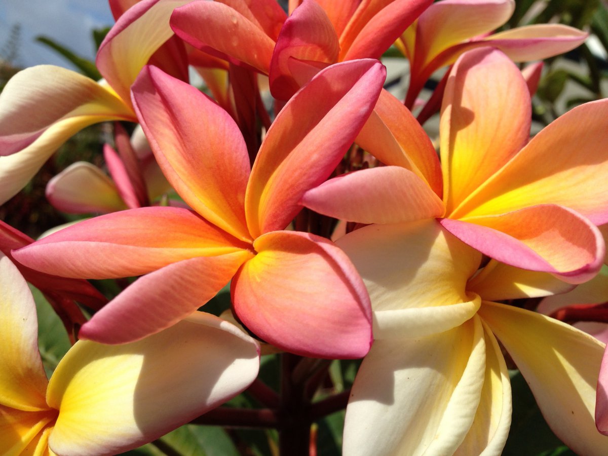 Pictures of plumeria flowers in various colors