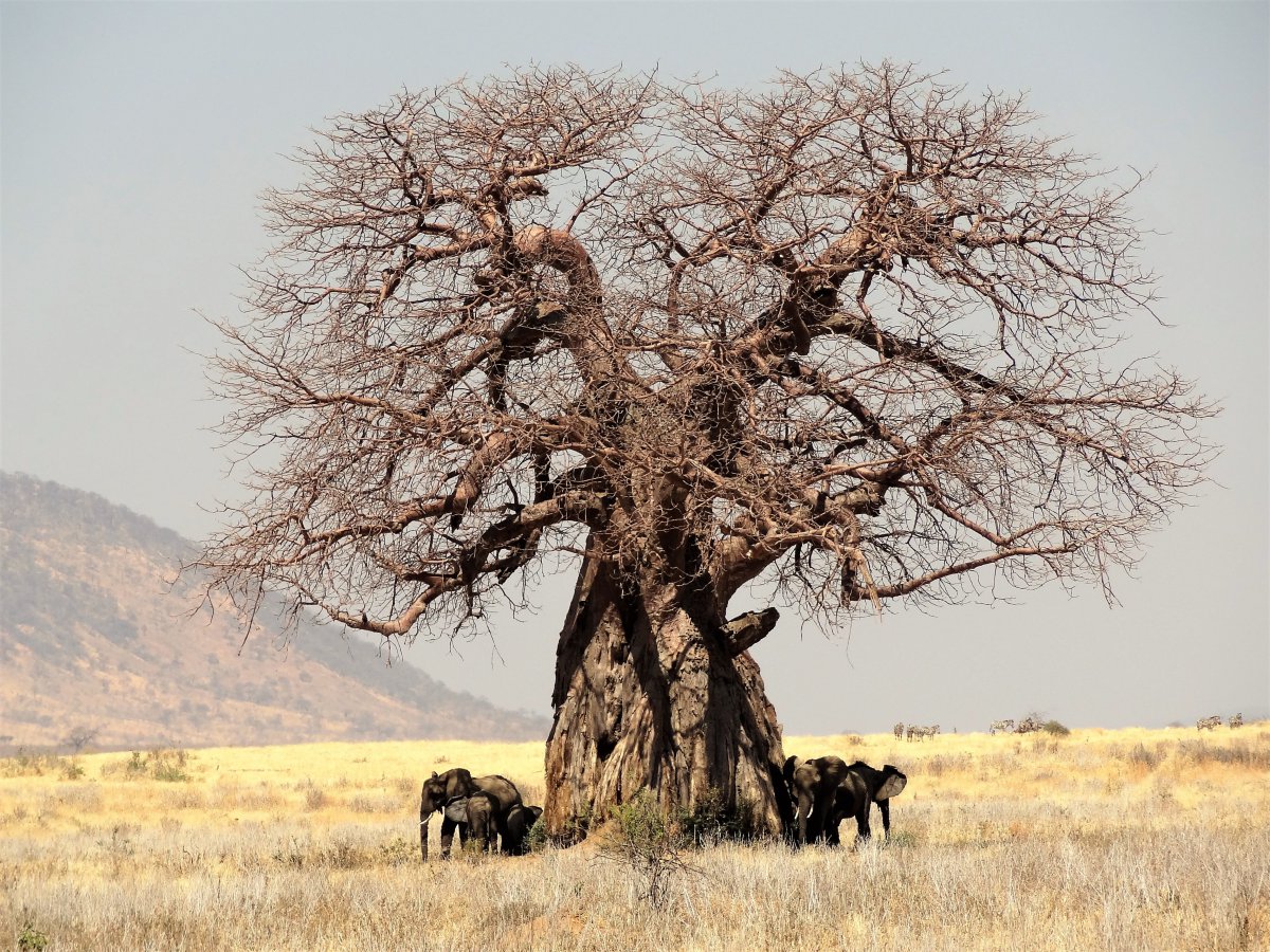 Picture of baobab tree storing water inside its trunk