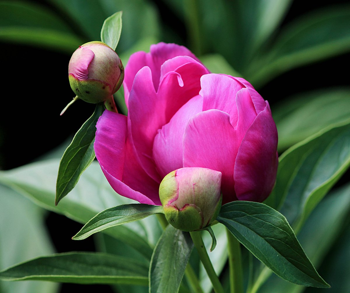 Peony flower pictures
