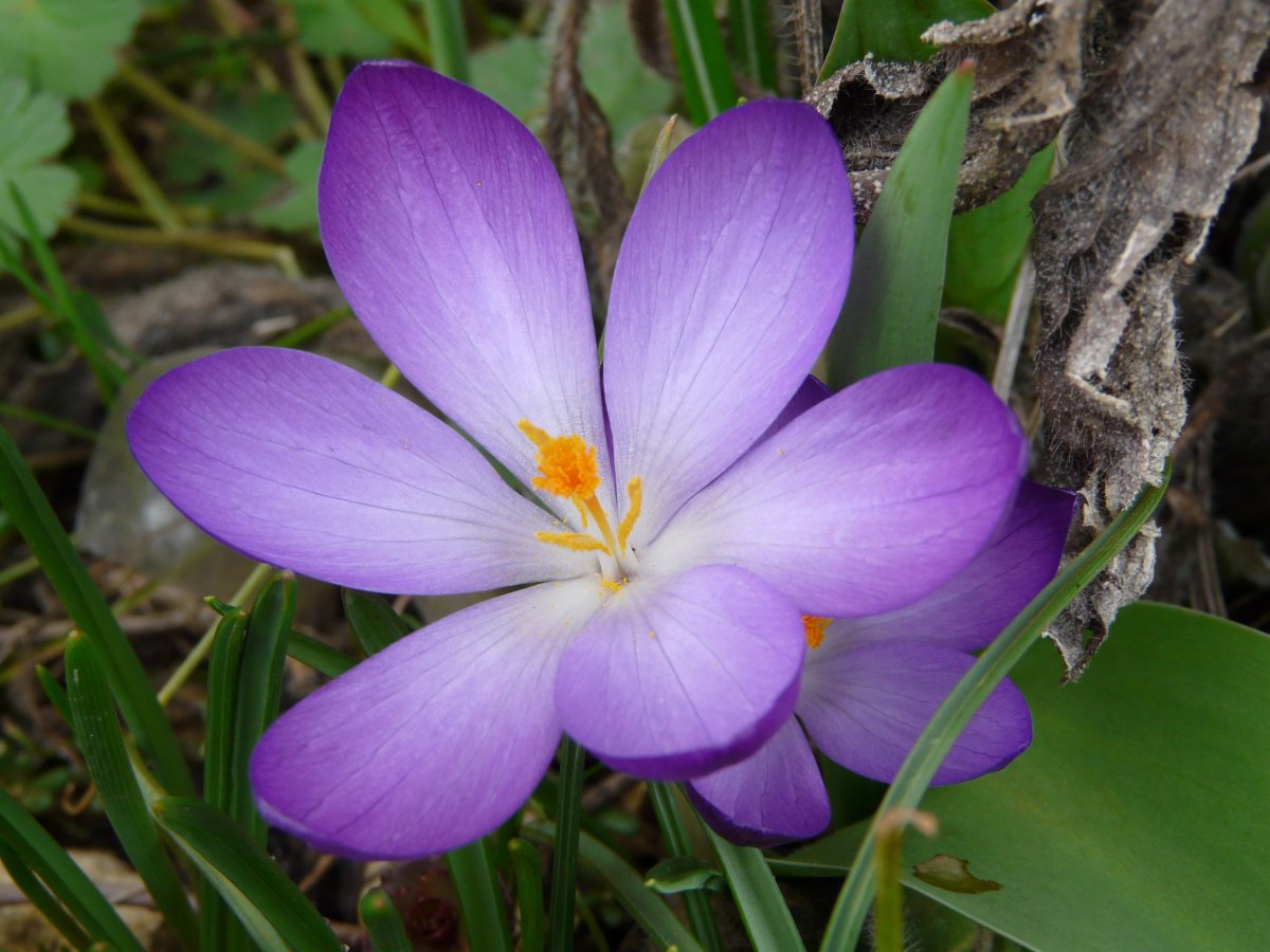 Mysterious purple crocus pictures