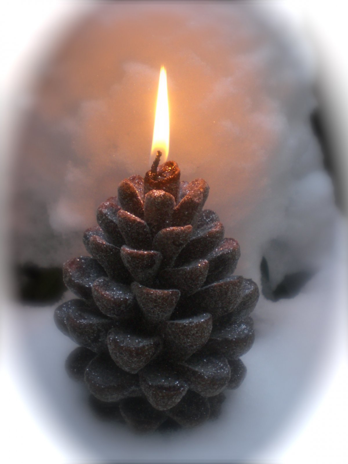 Beautiful pictures of small brown pine cones