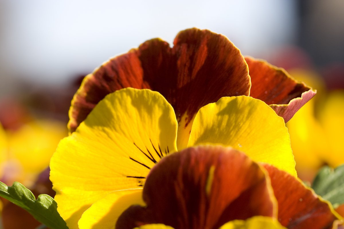 Beautiful colorful and elegant pansy pictures