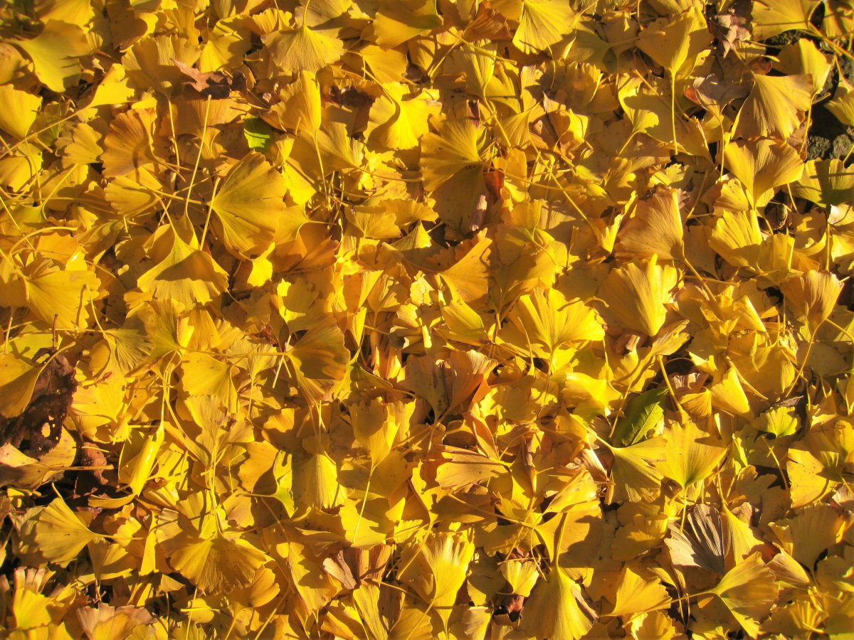 Beautiful golden ginkgo leaves pictures in autumn