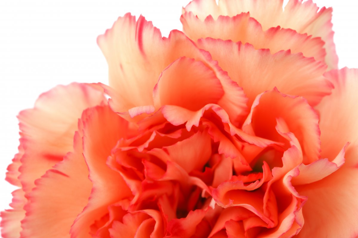 Pictures of soft and demure carnations in various colors