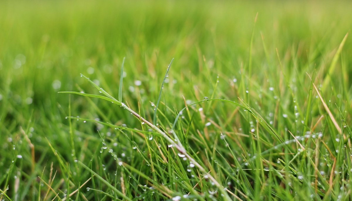 Picture of beads on green grass