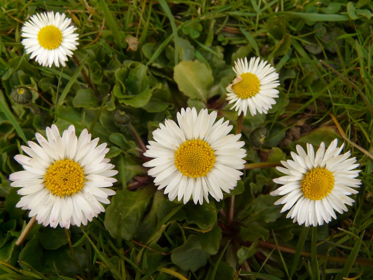 White daisy HD picture