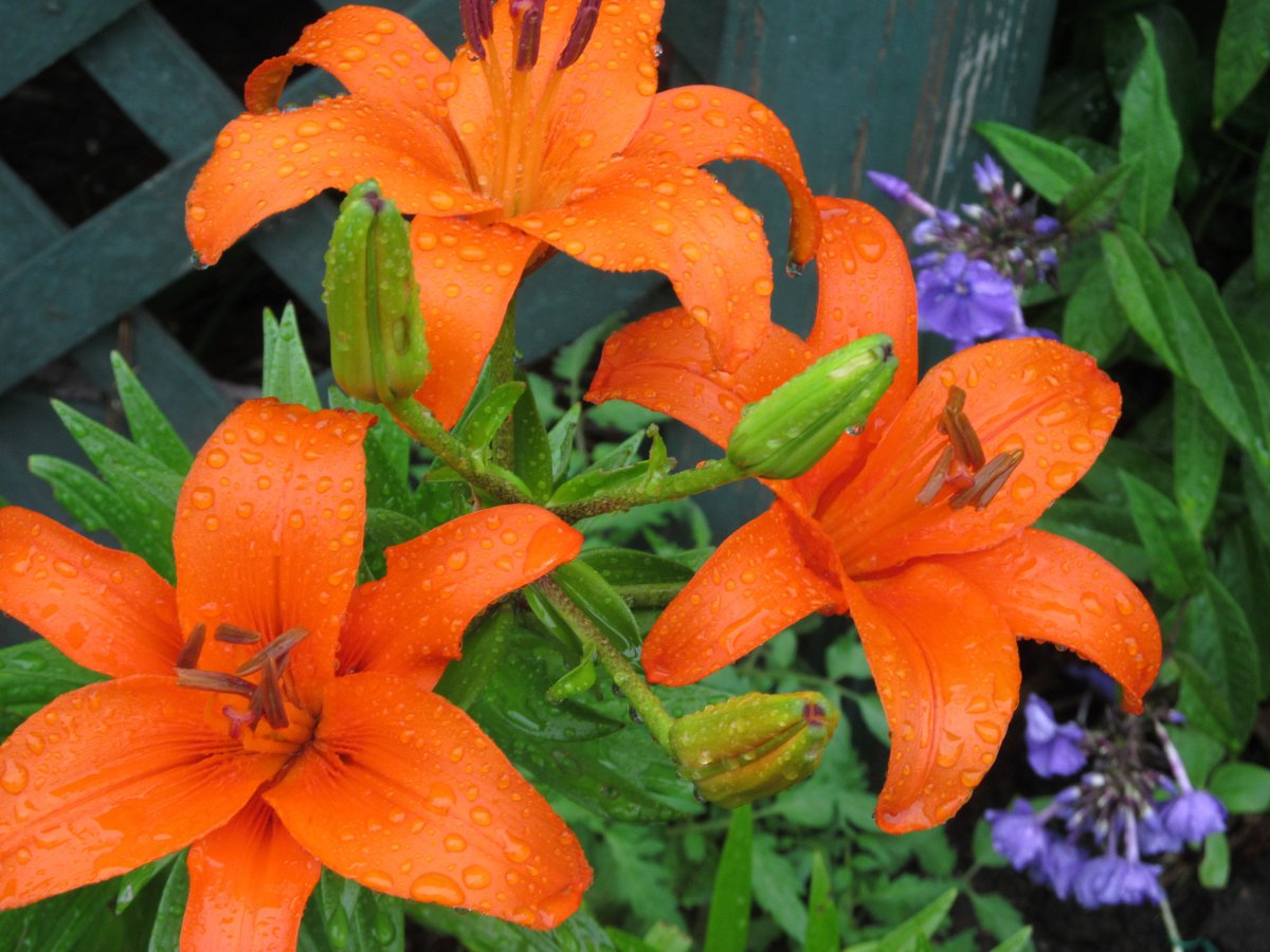 Pictures of daylily flowers in various colors