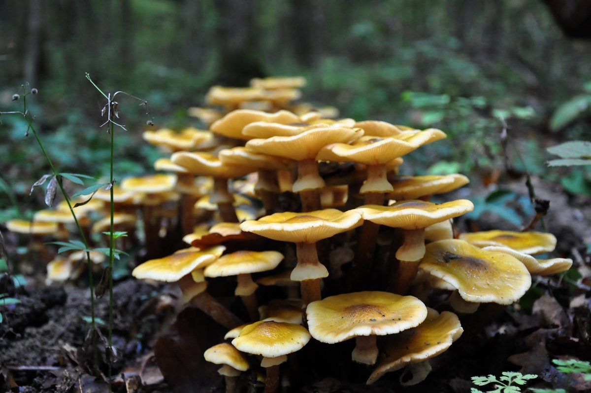 HD pictures of wild mushrooms in the forest