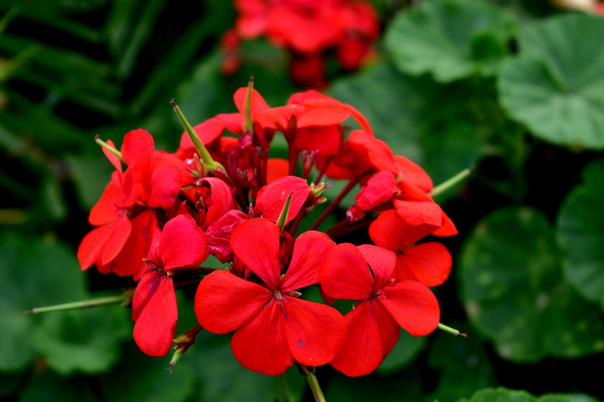 Blooming red geranium pictures