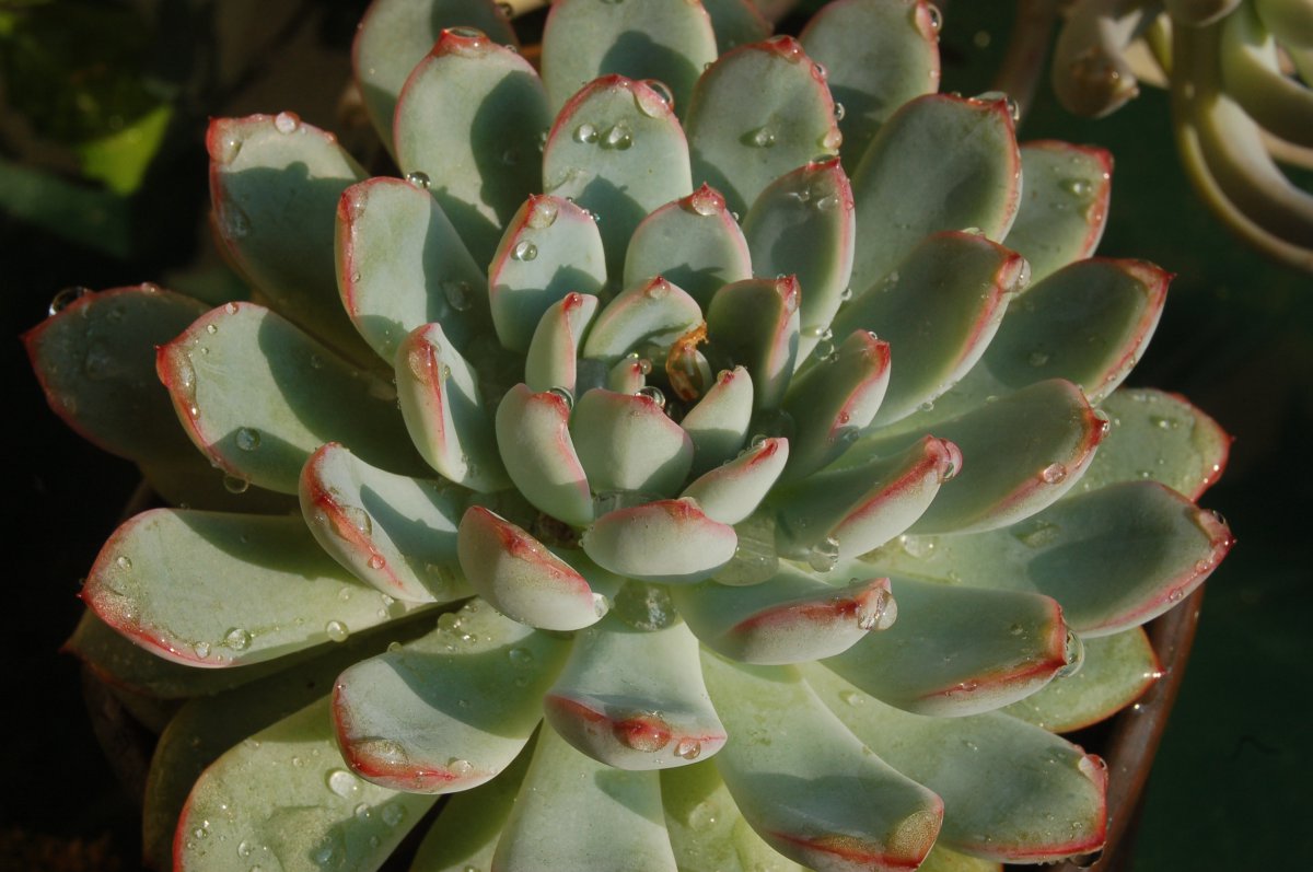 Beautiful pictures of succulent plants