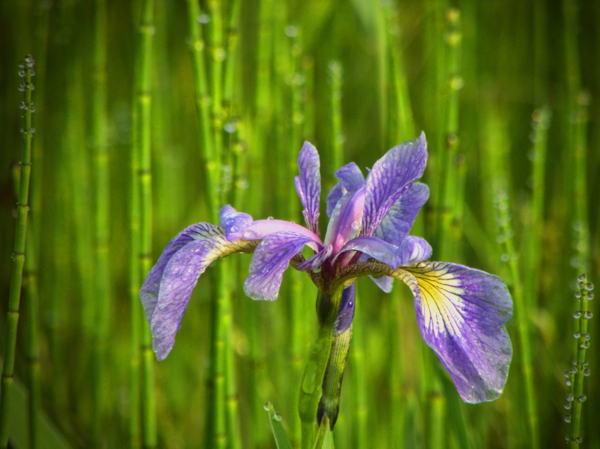 Beautiful pictures of iris flowers