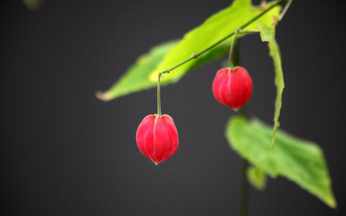 red lantern flower pictures