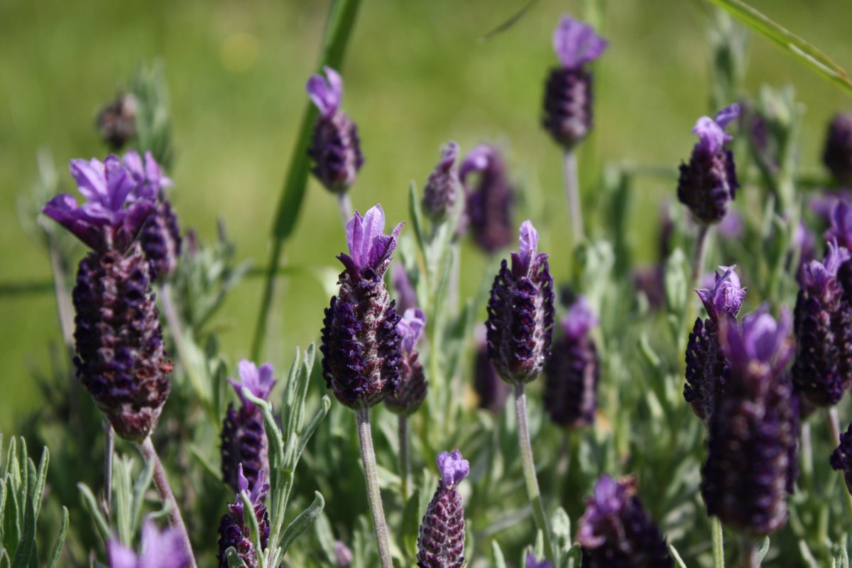 Beautiful purple lavender pictures