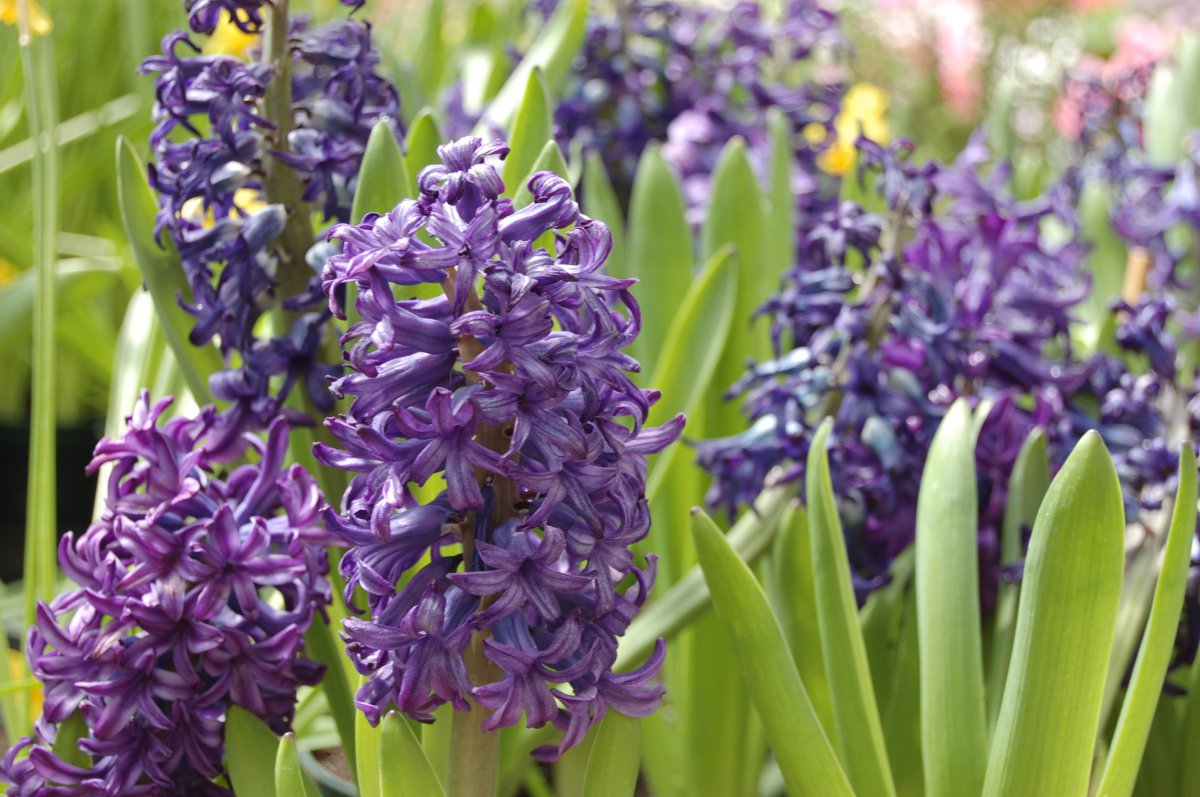 Pictures of hyacinths in various colors