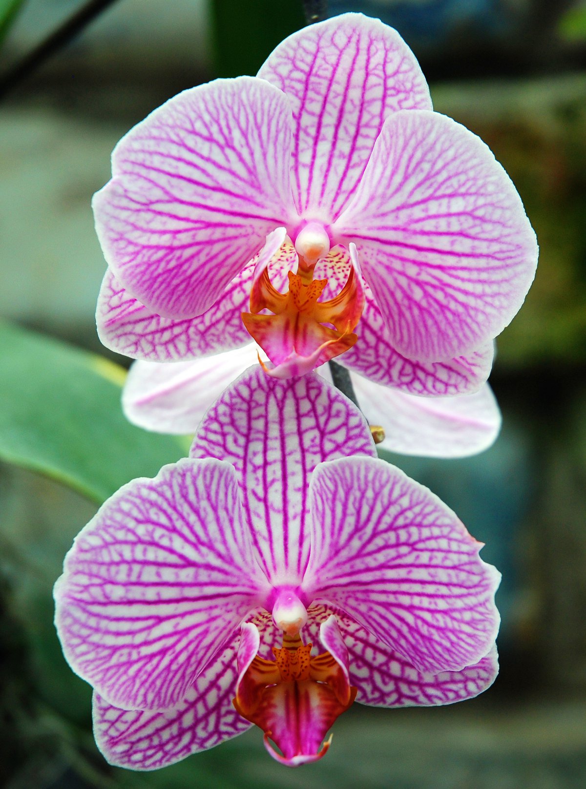 Pictures of elegant orchids in various colors