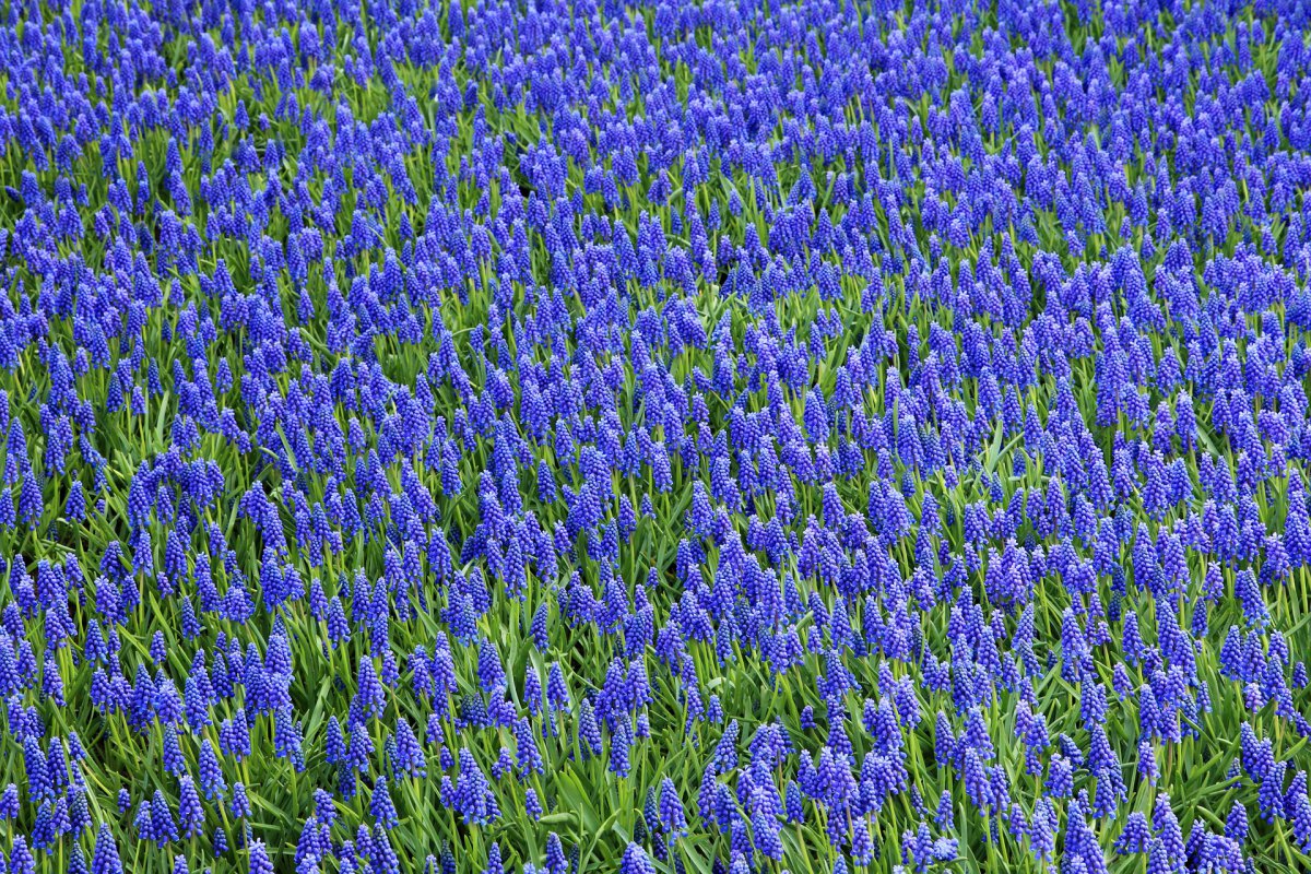 Grape hyacinth HD pictures