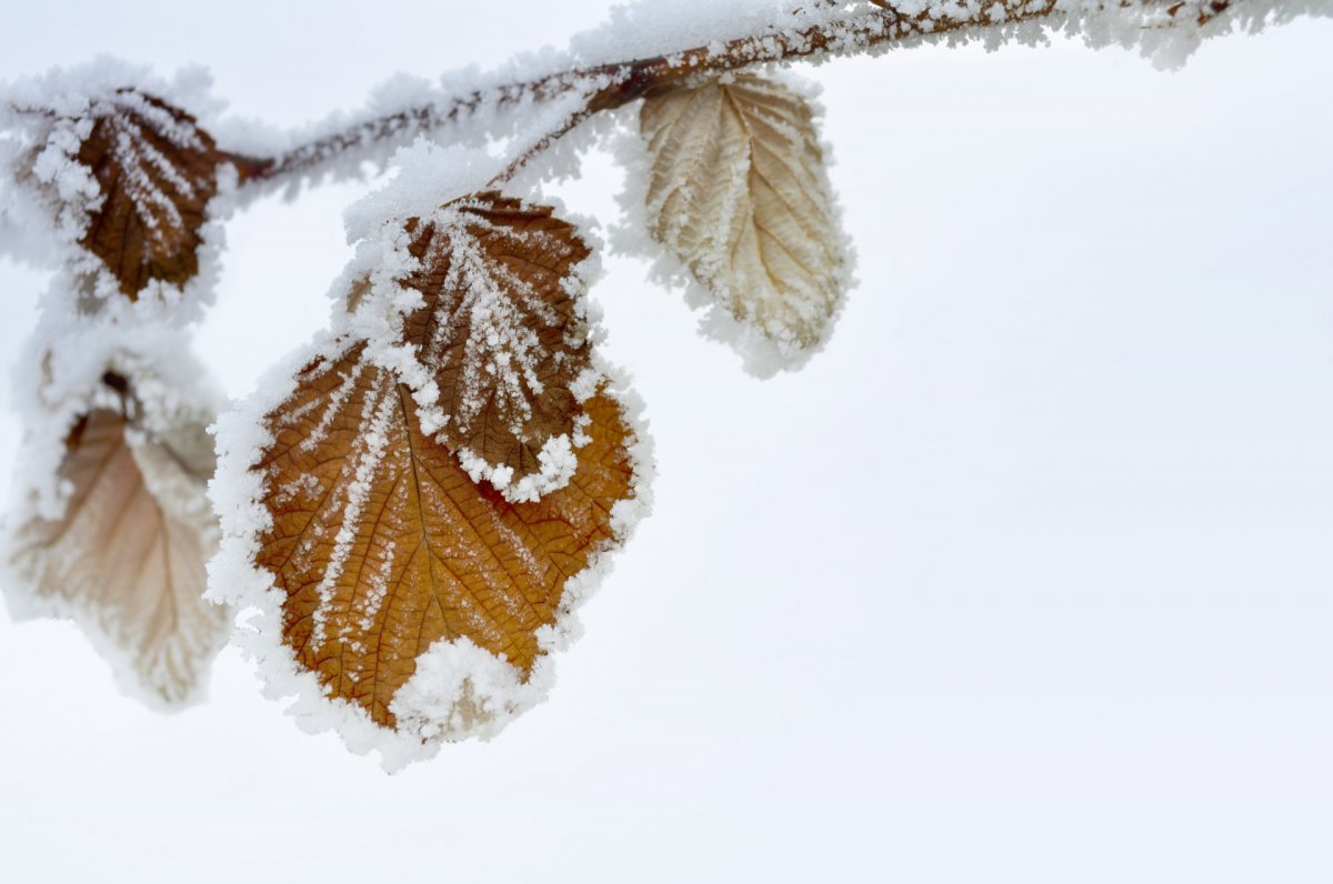 Frosted leaves HD pictures