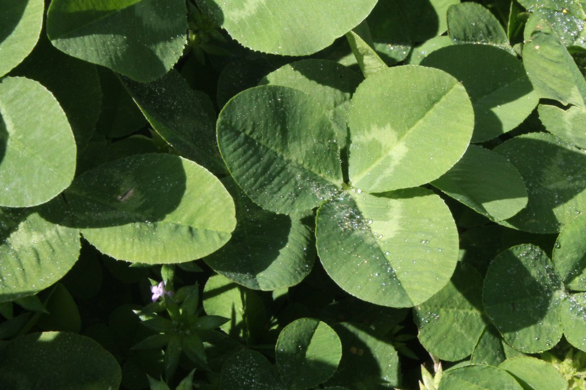 Green clover picture large picture