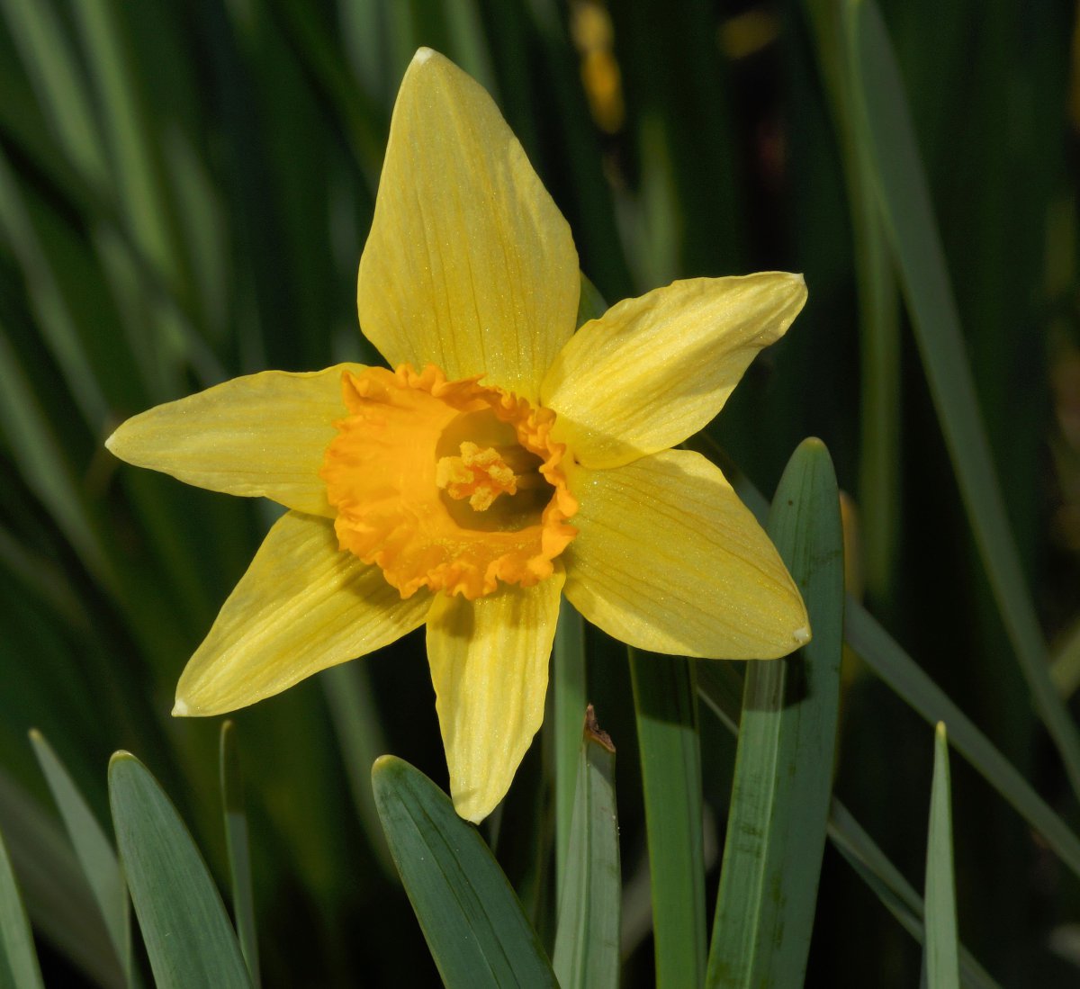 HD pictures of blooming yellow daffodils