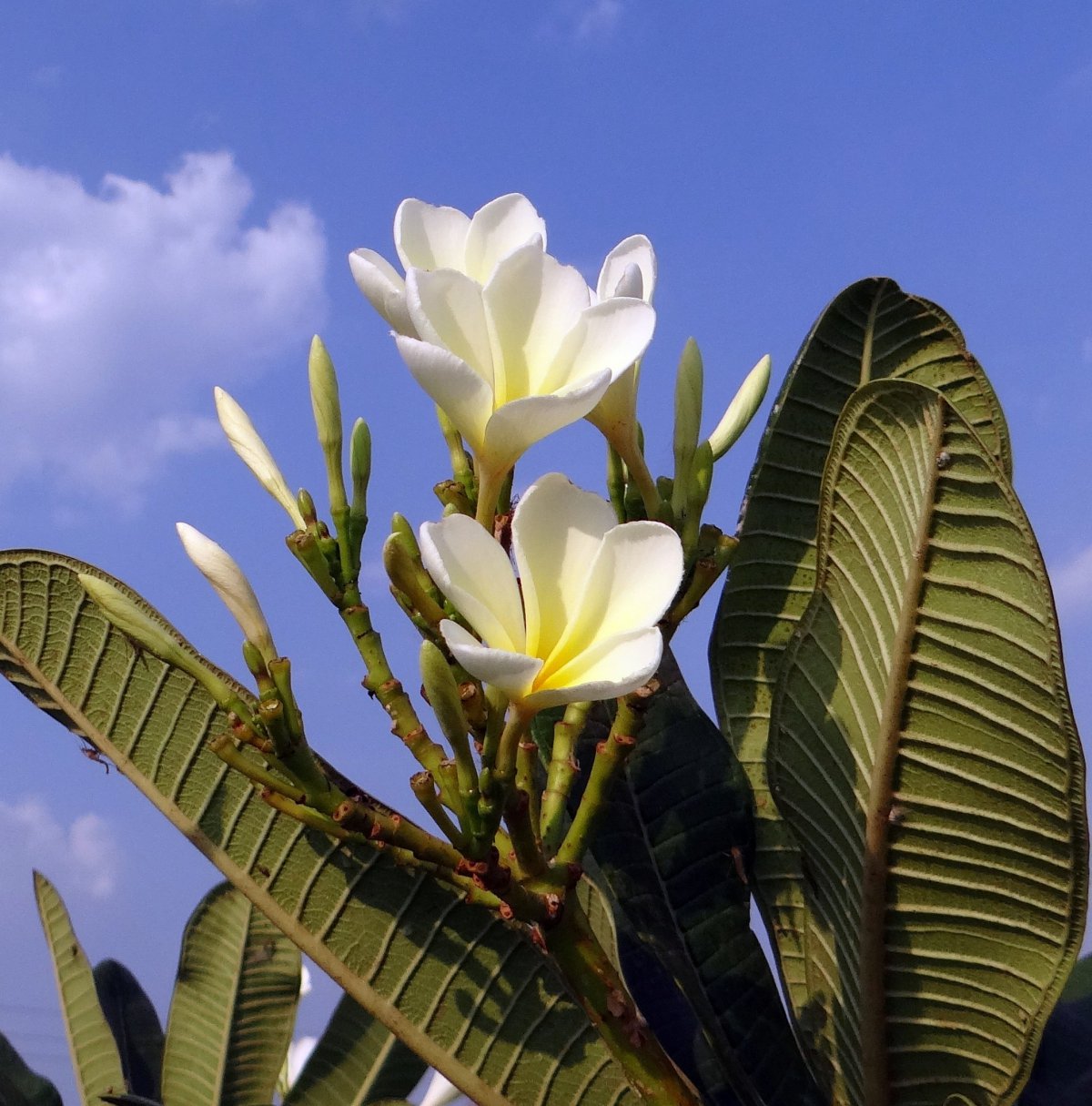 Plumeria HD close-up HD picture