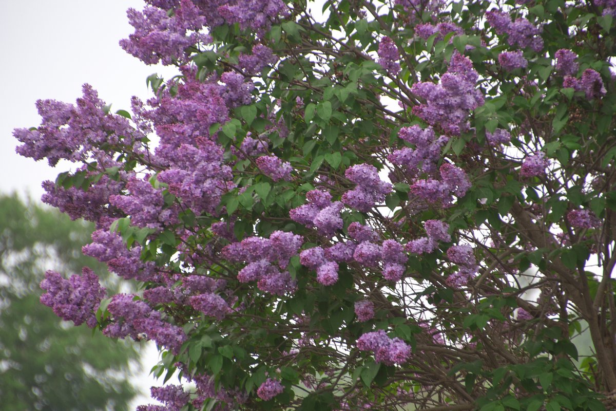 Charming lilac pictures