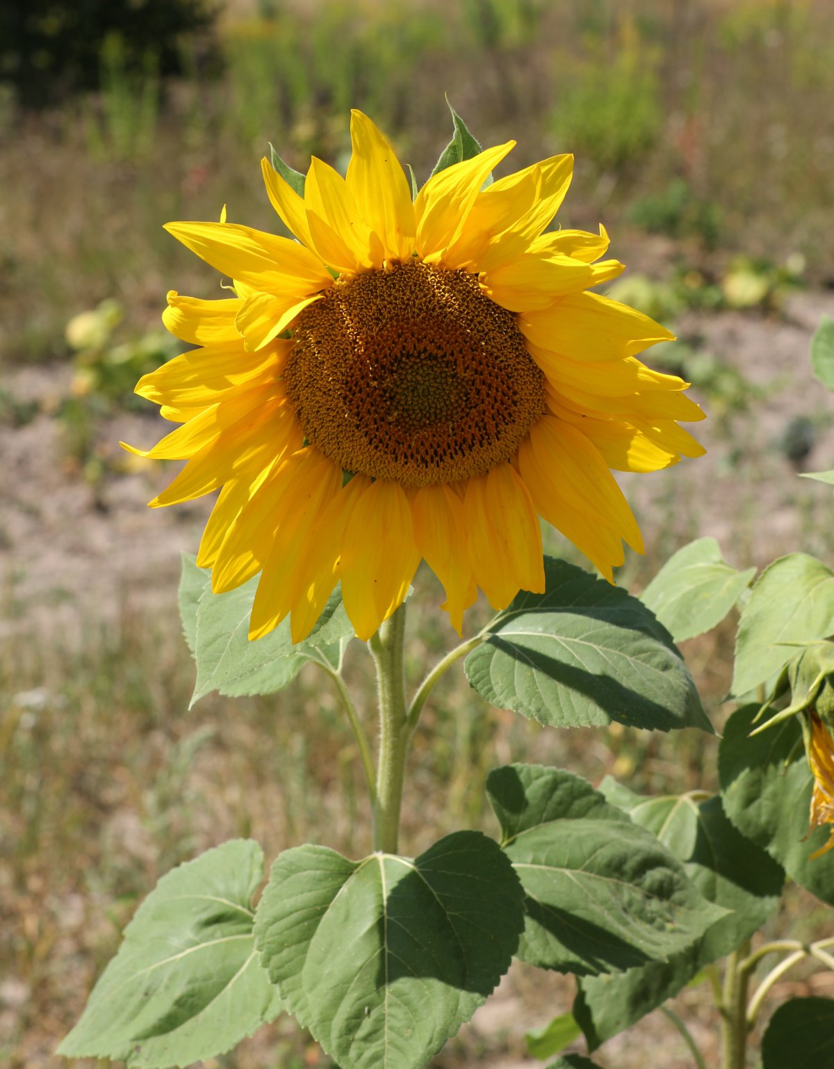 Golden sunflower HD pictures