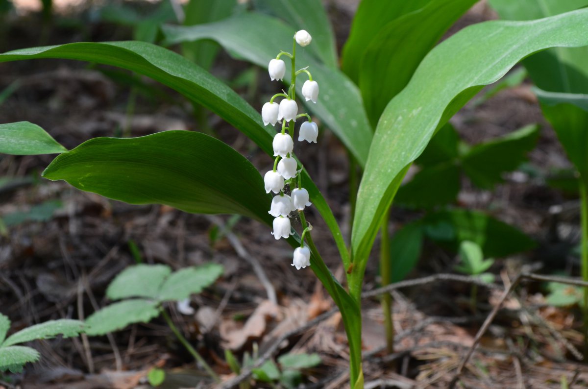white lily of the valley pictures